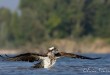 29-août-2008-2008-08_DVD02-443