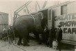 fritz-elephant-ep2-2