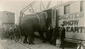 fritz-elephant-ep2-2