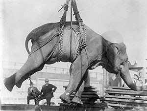 fritz-elephant-ep3-2