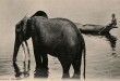 fritz-elephant-ep3-6