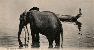 fritz-elephant-ep3-6