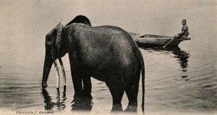 fritz-elephant-ep3-6