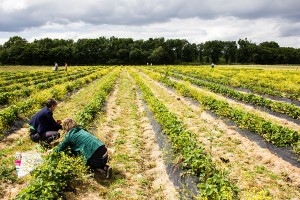 cueillete-de-fraises-touraine-2