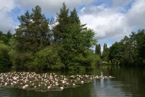 Etang-et-nympheas