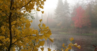 Ginkgo-et-brumes