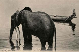 fritz-elephant-ep3-6