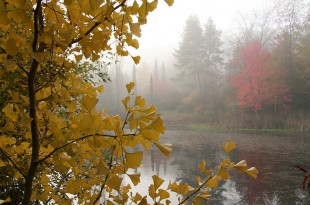 Ginkgo-et-brumes